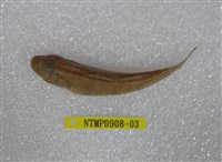 藏品(極樂鰕虎)的圖片